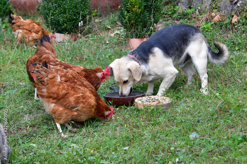 Domestic Animals Chicken Dog And Cat Eating Together As Best Friend