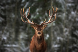 Fototapeta Zwierzęta - Noble deer male in winter snow forest.