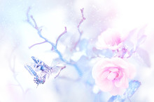 Butterfly In The Snow On Pink Roses In A Fairy Garden. Artistic Christmas Image. Delicate Gentle Tone.