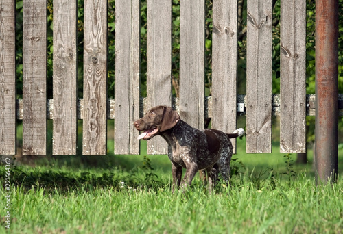 German Shorthaired Pointer German Kurtshaar One Spotted Puppy