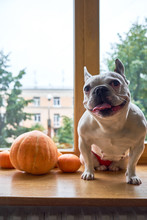 Pretty French Bulldog Sitting On A Windowsill Decorated For Thanksgiving And Halloween