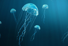 3D Illustration Background Of Jellyfish. Jellyfish Swims In The Ocean Sea, Light Passes Through The Water, Creating The Effect Of Volume-rays. Dangerous Blue Jellyfish