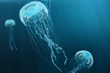 Fototapeta Do akwarium - 3D illustration background of jellyfish. Jellyfish swims in the ocean sea, light passes through the water, creating the effect of volume-rays. Dangerous blue jellyfish