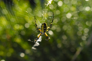 Large Orb Weaving Spider, Yellow And Black Garden Spider