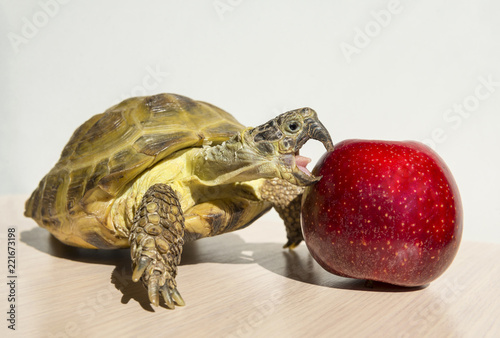 Zdjęcie XXL żółw gryzie czerwone jabłko na białym tle, jedzenie gad gadów, jedzenie jabłko żółwia