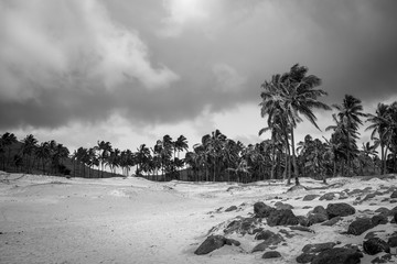 Wall Mural - Palm trees on Anakena beach, easter island. Black and white picture