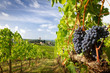 Harvest in Chianti vineyard landscape with red wine grapes and characteristic abbey in the background, Tuscany, Italy