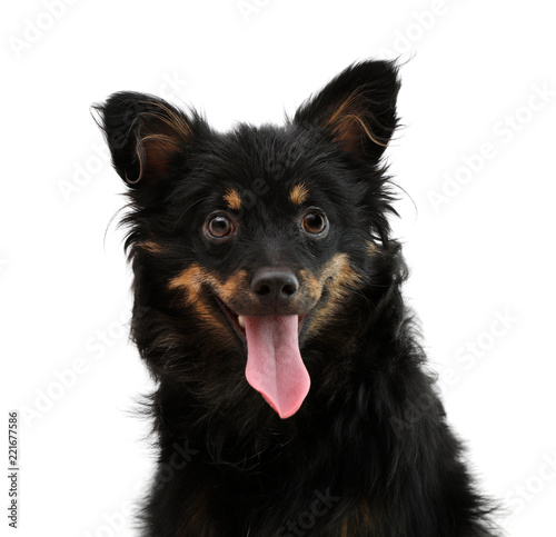 Cute Long Haired Dog On White Background Buy This Stock Photo