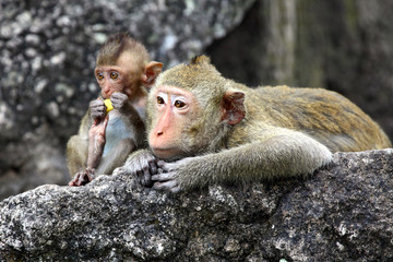 Wall Mural - Monkeys cute.	