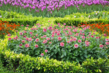 Wall Mural - Colourful Flower  and Winding Grass Pathway.