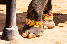 Circus Elephant Feet