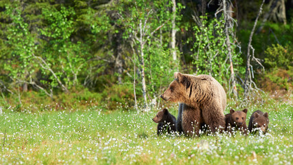 Wall Mural - female brown bear and her cubs.