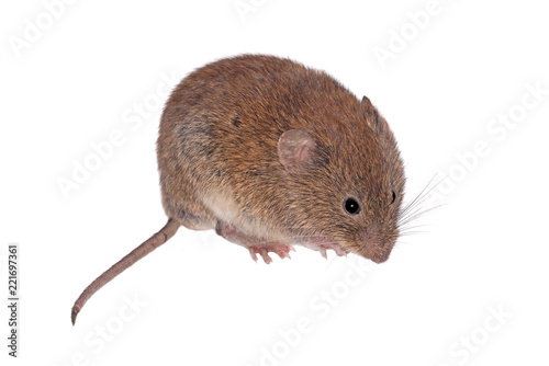 Cuadros en Lienzo Bank Vole, Field Mouse (Clethrionomys glareolus), isolated on White Background