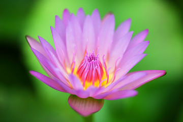 Wall Mural - close up of beautiful lotus flower background