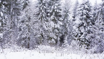 Wall Mural - Winter forest at cloudy day. Snow covered trees. Full HD RAW video.