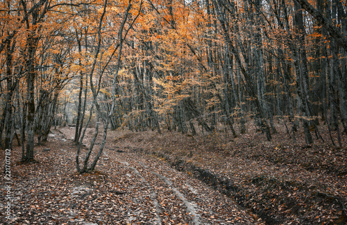  Дорога в осеннем лесу © chingis61