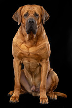 Tosa-inu Dog  Isolated  On Black Background In Studio