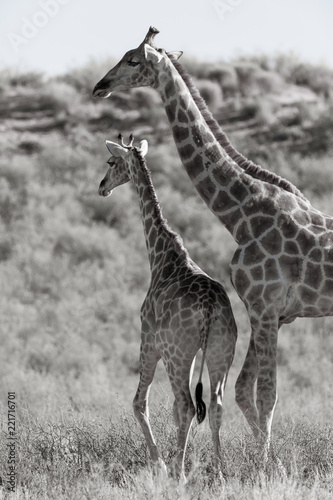 Zdjęcie XXL Matka żyrafy i Calfve