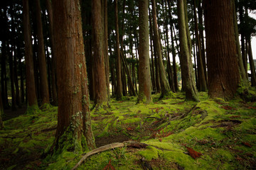 Wall Mural - Old trees in a forest with the floor covered with moss. Azores islands. Portugal