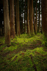 Wall Mural - Old trees in a forest with the floor covered with moss. Azores islands. Portugal