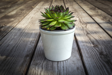 Wall Mural - Succulent in white flowerpot on wooden background, vintage