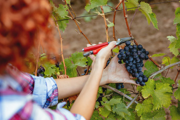 Vineyard Harvest