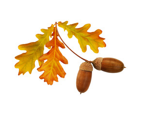 Wall Mural - autumn yellow and brown oak acorns and leaves
