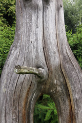 erection - bizarrely shaped tree branch looking like a phallus