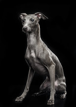 Italian Greyhound Dog  Isolated  On Black Background In Studio