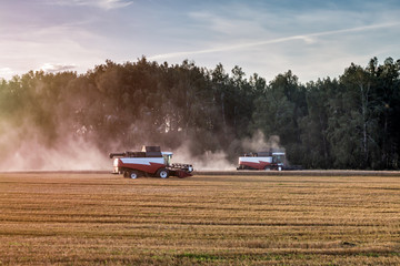 two combiners agriculture machine harvesting ripe wheat field