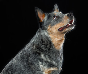 Australian Cattle Dog, Blue Heeler Dog  Isolated  on Black Background in studio