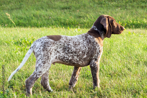German Shorthaired Pointer German Kurtshaar One Spotted Puppy