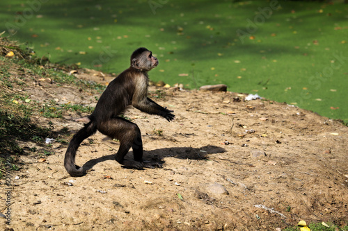 Fotografia, Obraz Standing white-headed Capuchin New World monkey of the subfamily Cebinae