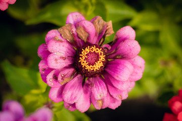 Wall Mural - Bad gerbera flower