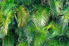 Natural Garden Wall Of Decorative Palm Trees. Bright Green Leaves Tropical Background. 