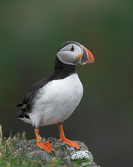 Sticker - One Atlantic puffin standing on a rock with green background near Elliston, Newfoundland