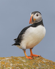 Canvas Print - One Atlantic puffin standing on a rock near Elliston, Newfoundland