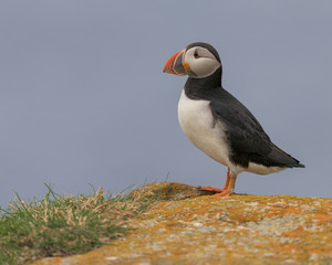 Canvas Print - Closeup full body profile portrait of an Atlantic puffin in Elliston, Newfoundland