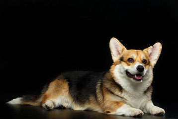 Wall Mural - Welsh Corgi Cardigan Dog  Isolated  on Black Background in studio