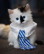 White collar kitten