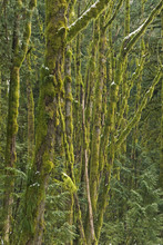 Moss Covered Trees In A Mixed Forest, Near Squamish, British Columbia, Canada.