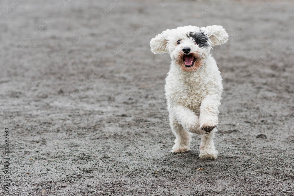 Fotografía Cute White Dog With Black Eye Patch Running