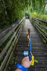 Wall Mural - Walking a light brown dog on a wooden boardwalk in the woods, first person point of view, dog harness, person hand holding blue leash, dog poop bags
