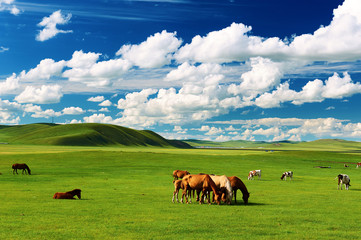 The herd horse on the Hulunbuir summer grassland.