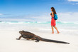 Galapagos wildlife marine iguana walking on Tortuga Bay beach in Santa Cruz island with tourist woman in background. Galapagos islands travel vacation.
