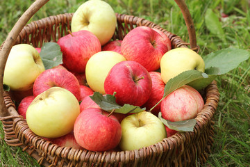 Wall Mural - Basket with red and yellow apples on the grass in the garden