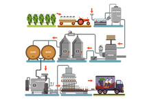 Wine Production Process, Production Beverage From Grape Flat Vector Illustrations