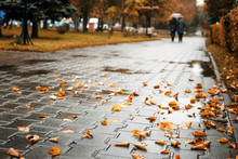 Bright Yellow Leaves On A Wet Sidewalk After A Rain, Beautiful Autumn Background And Texture
