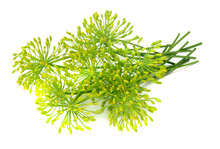 Fresh Dill Flower Isolated On White Background