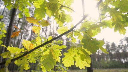 Wall Mural - oak tree branch with backlit evening sun by fall, tracking camera movement